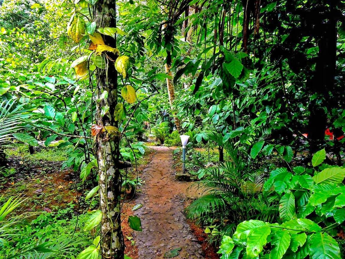 Wooden Cottages Glen Wayanad Meppādi Exteriör bild