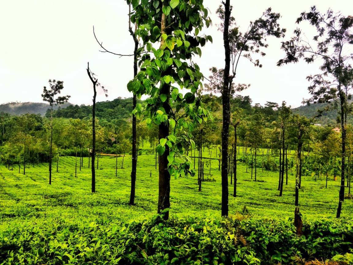 Wooden Cottages Glen Wayanad Meppādi Exteriör bild