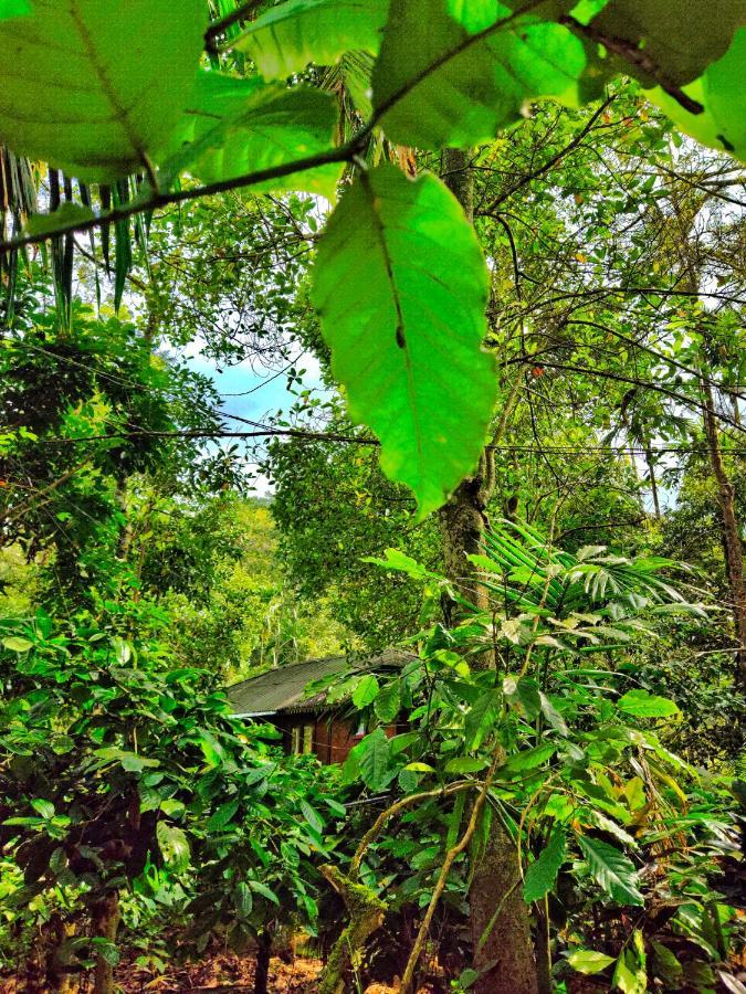 Wooden Cottages Glen Wayanad Meppādi Exteriör bild