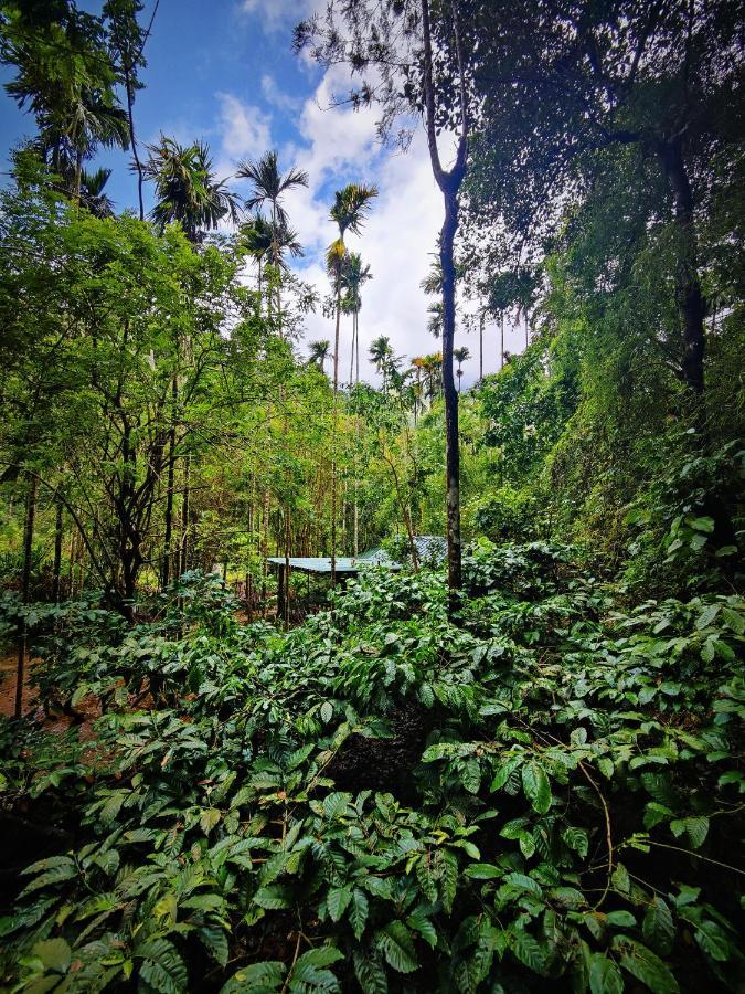 Wooden Cottages Glen Wayanad Meppādi Exteriör bild