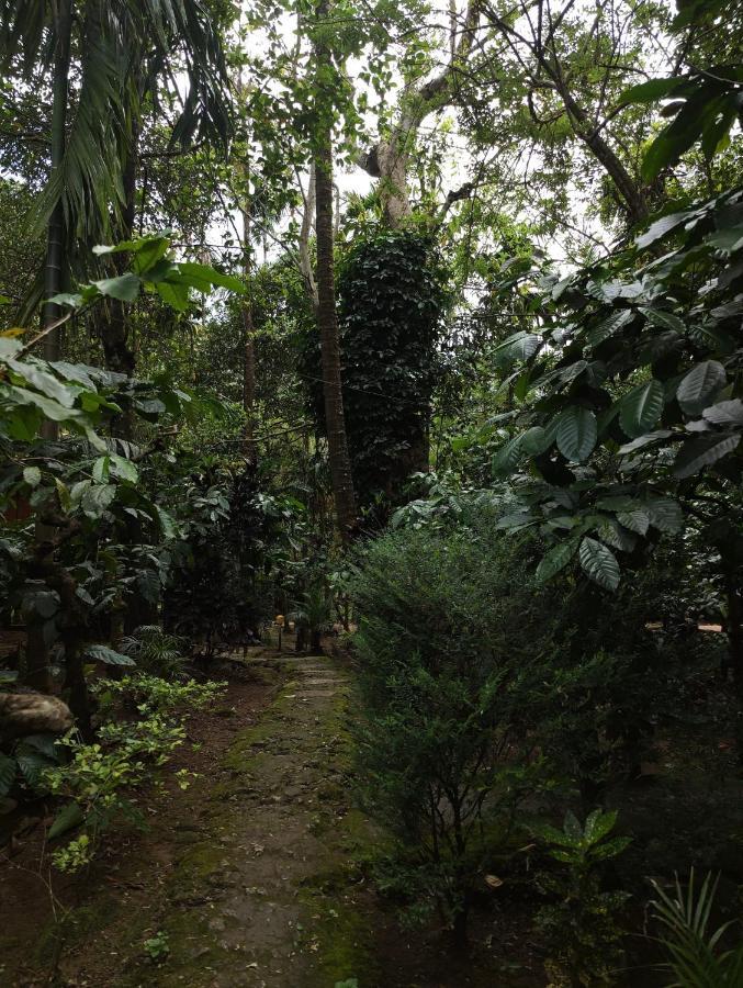 Wooden Cottages Glen Wayanad Meppādi Exteriör bild
